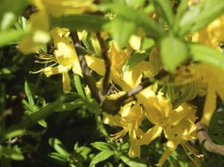 graal mueritz rhododenron park